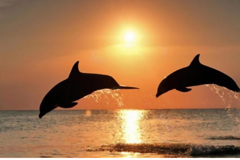 Clearwater Beach: Sunset and Harbor Lights Cruise Clearwater: Sunset and Harbor Lights Cruise