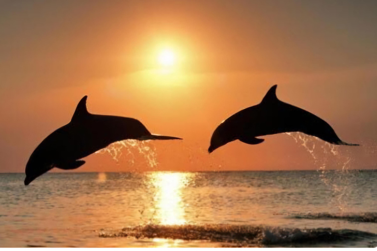 Clearwater Beach: Sunset and Harbor Lights Cruise Clearwater: Sunset and Harbor Lights Cruise
