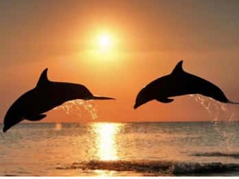 Clearwater Beach: Sunset and Harbor Lights Cruise