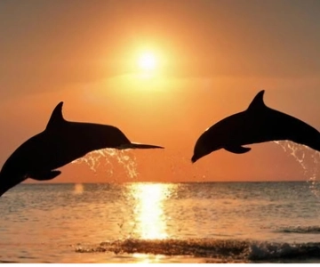 Praia de Clearwater: Cruzeiro com o pôr do sol e as luzes do porto