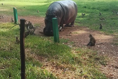 Mombasa: Private City Tour with street food and Haller Park