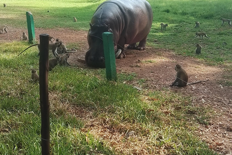 Mombasa: Private City Tour with street food and Haller Park