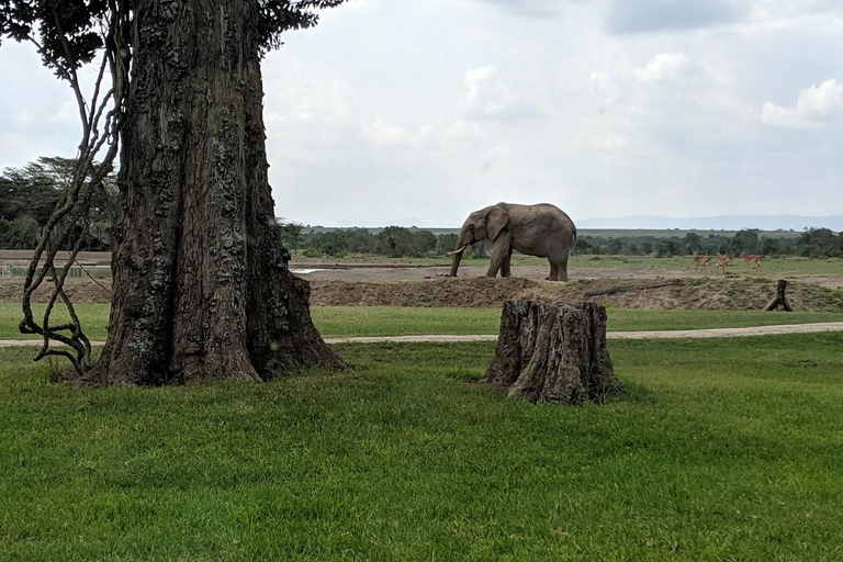 Safari con pernottamento a Ol Pejeta Conservancy