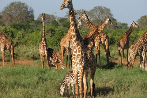 Da Nairobi: Safari di 5 giorni nei parchi nazionali di Amboseli e Tsavo