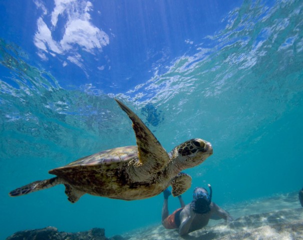 Visit Snorkel and swim with sea turtles in São Vicente