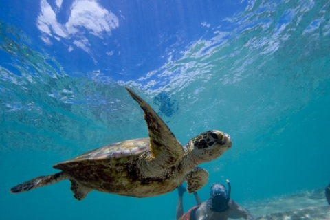 Snorkelen en zwemmen met zeeschildpaddenGeweldige ervaring met zeeschildpadden