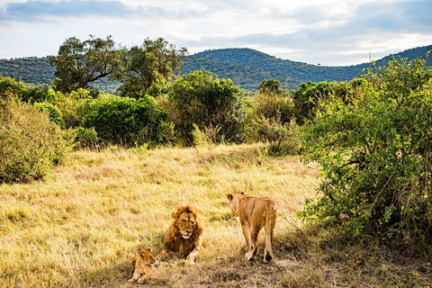 Desde Nairobi: Safari en grupo de 3 días y 2 noches a Maasai MaraSafari privado de 3 días y 2 noches