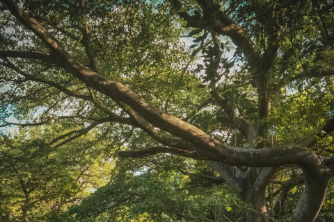 Rincón de la Vieja: Pass giornaliero Eco Adventure 12 in 1