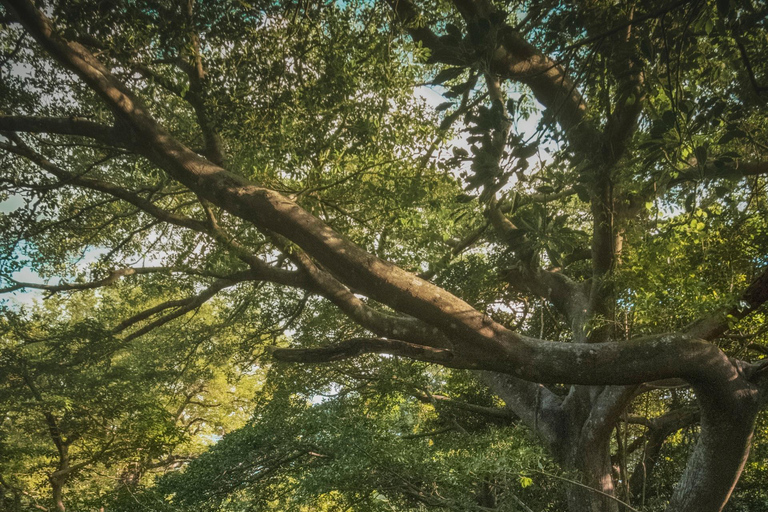 Rincón de la Vieja: Pass giornaliero Eco Adventure 12 in 1