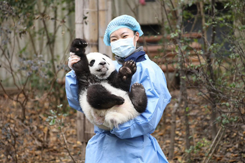 Chengdu panda & Leshan Buddha One Day Private Tour Panda & Buddha One Day Private Tour(Chinese driver only)