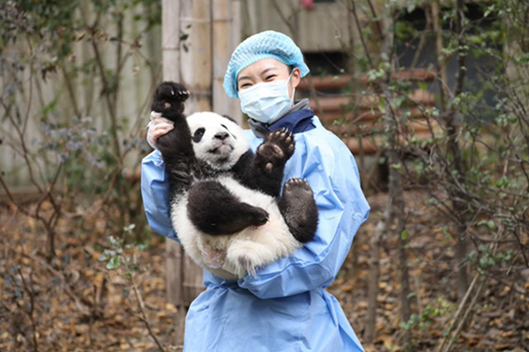 Chengdu panda & Leshan Buddha One Day Private Tour Panda & Buddha One Day Private Tour(Chinese driver only)