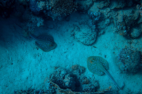 Mirissa: Night Snorkeling with Sea Turtles & Coral Reefs Night Snorkeling