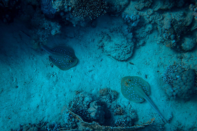 Mirissa: Night Snorkeling with Sea Turtles & Coral Reefs Night Snorkeling