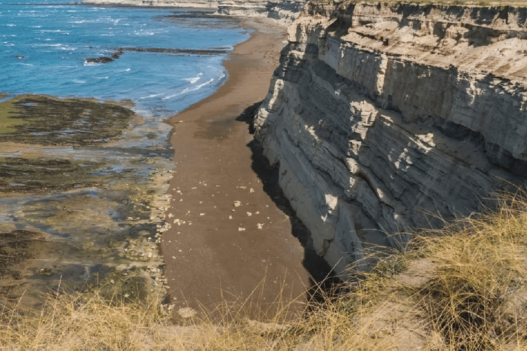 Península Valdés: Excursión en tierra para cruceristas