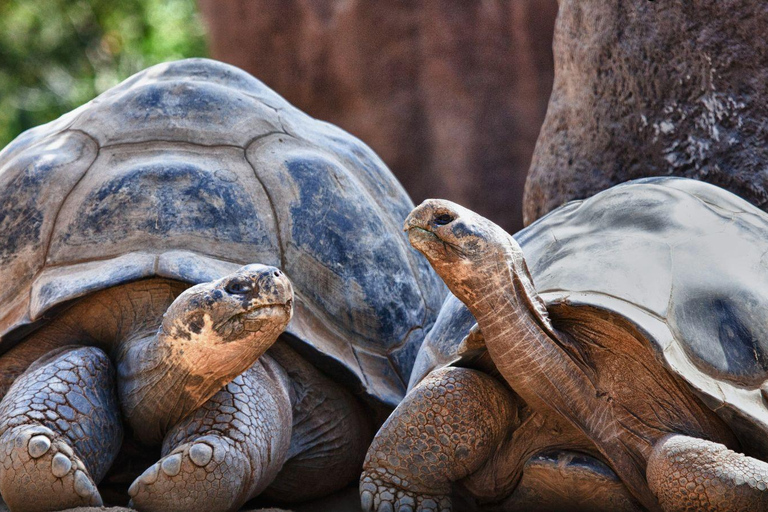 Discover San Cristobal: Turtles, Lagoon, and Snorkeling on the Beach Discover San Cristobal: Turtles, Lagoon and Beach Snorkeling