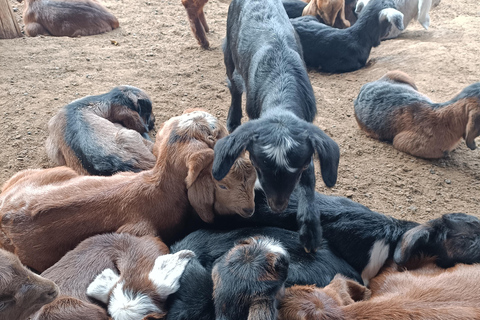 Thessaloniki: Visit a Farm and a traditional Village Visit a goat and sheep farm