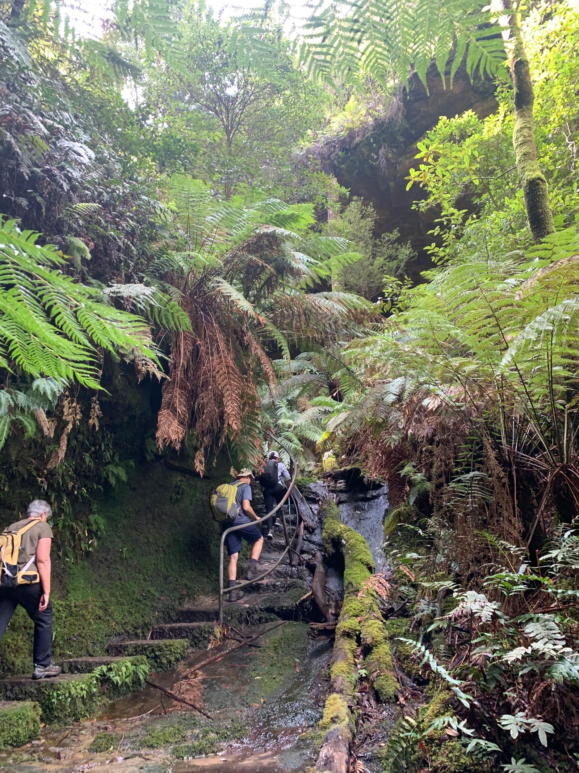Beauty of the Blue Mountains Private Tour