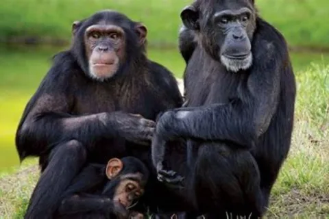 From Nairobi: Ol Pejeta Conservancy Day Trip with Game Drive