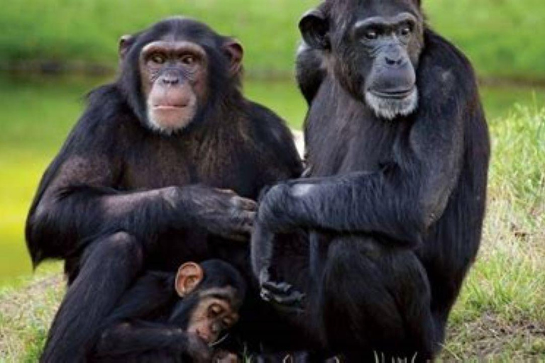 From Nairobi: Ol Pejeta Conservancy Day Trip with Game Drive