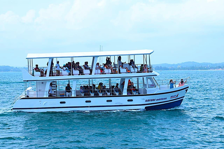 Mirissa: Whale Watching Cruise With Blue Whales & Dolphins