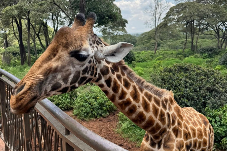 Nairobi: National Park, Giraffe Center, & Elephant Tour