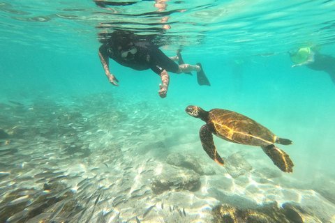 From Puerto Ayora: Pinzón & La Fé - full Snorkeling Tour