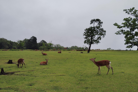 奈良：雾霭中与鹿共行的神圣晨间漫步奈良：雾中与鹿共行的神圣晨间漫步