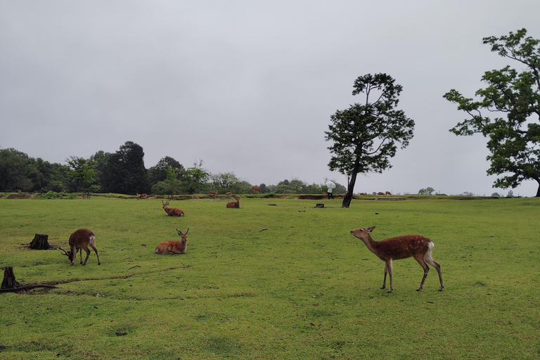 奈良：雾霭中与鹿共行的神圣晨间漫步奈良：雾中与鹿共行的神圣晨间漫步