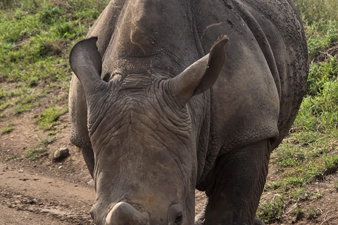 Nairobi: National Park Photography Expedition with Guide