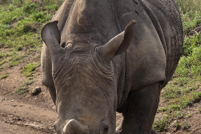 Nairobi: National Park Photography Expedition with Guide