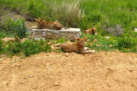 Visita de um dia ao Parque Nacional MikumiViagem diurna ao Parque Nacional Mikumi saindo de Zanzibar (voo)