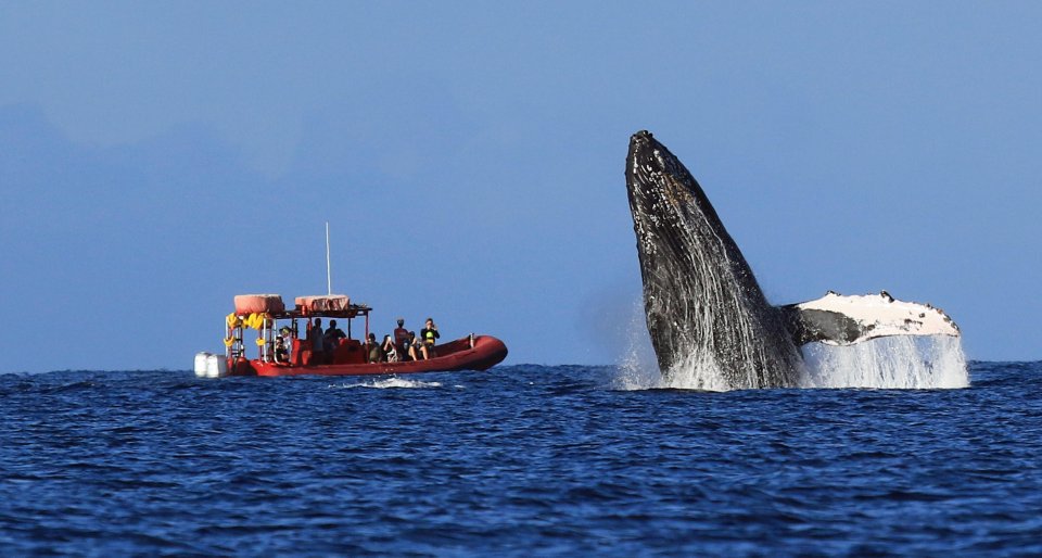 Desde Kihei: Crucero guiado por la migración de las ballenas jorobadas