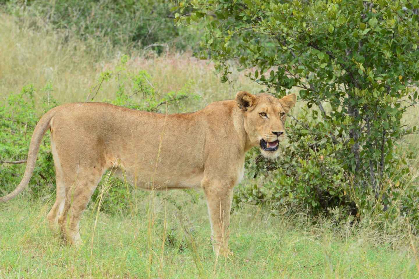 Manyeleti Private Reserve Sunrise Game Drive - Manyeleti Private Reserve Sunrise Game Drive
