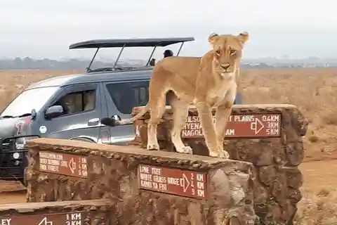 Parco nazionale di Nairobi, orfanotrofio degli elefanti e centro delle giraffe