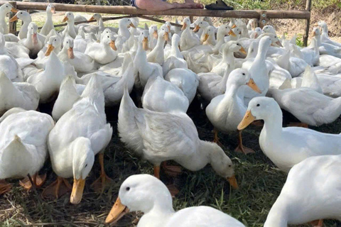 Hoi An Chill: Duck Massage, Basket Boat, and Cooking Class HA :Duck Massage, Basket Boat &Cooking Class without Pick Up