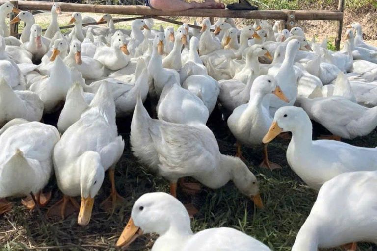 Hoi An Chill: Duck Massage, Basket Boat, and Cooking Class HA :Duck Massage, Basket Boat &Cooking Class without Pick Up