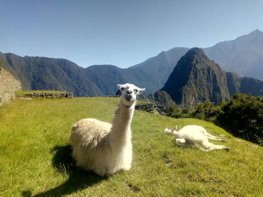 Machu Picchu Llama: The Inca Trail of the Sacred Llamas