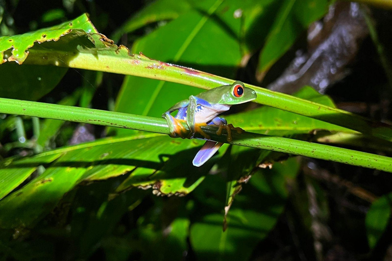 Tortuguero : Découvrez la vie nocturne cachée de la forêt tropicale