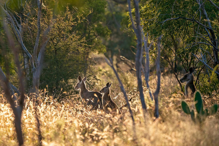 Intimate Blue Mountains Wild Kangaroos, Wilderness & Sunset