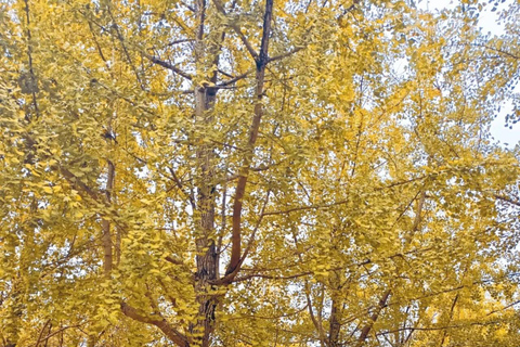 Guilin: Private Ginkgo Village and DaXu Ancient Town Tour