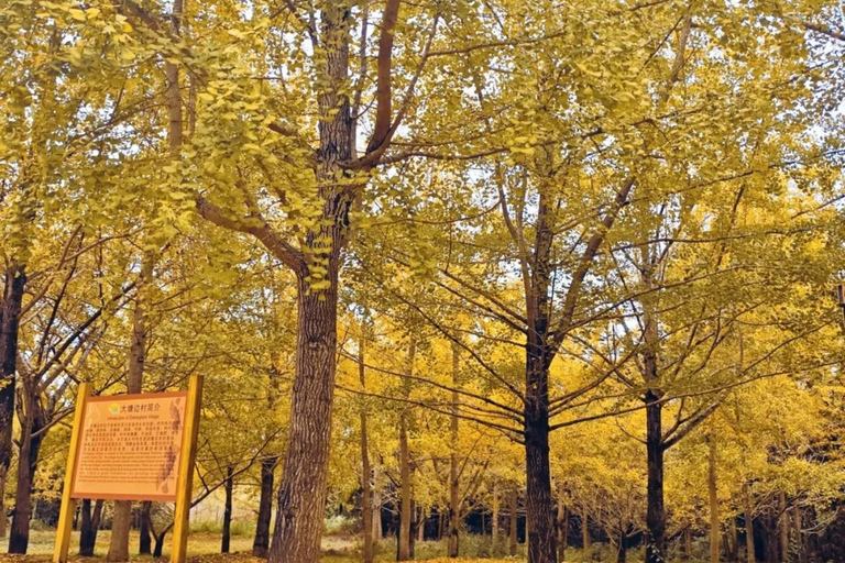 Guilin: Private Ginkgo Village and DaXu Ancient Town Tour