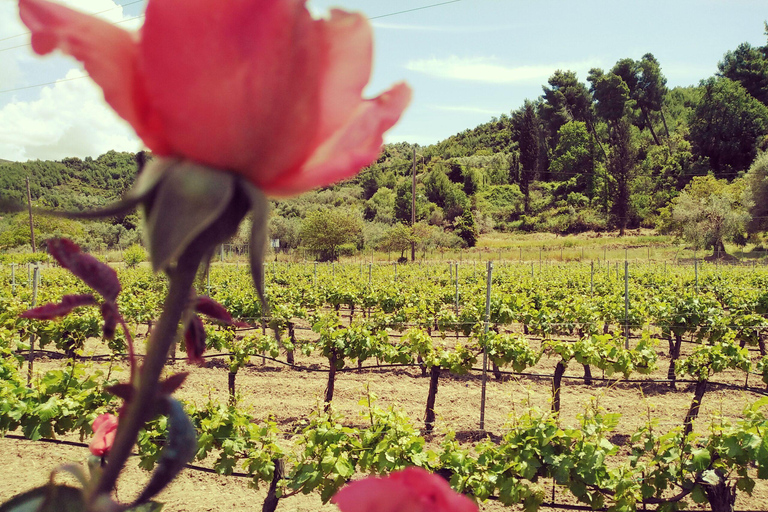 Ancient Olympia: Private Tour site, museum, bee farm, winery