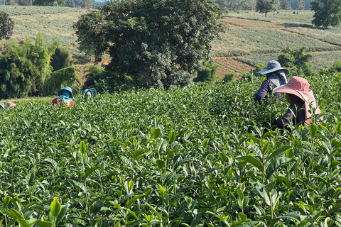 Chiang Rai: Explore All 7 Major Sites & Free Buffet Lunch Chiang Rai: Wonderful Temples & 7 Major Sites | Buffet Lunch