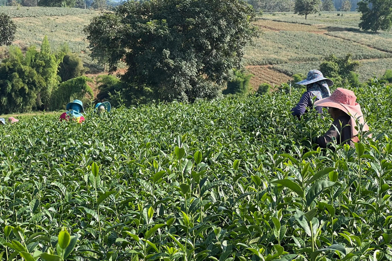 Chiang Rai: Explore All 7 Major Sites & Free Buffet Lunch Chiang Rai: Wonderful Temples & 7 Major Sites | Buffet Lunch