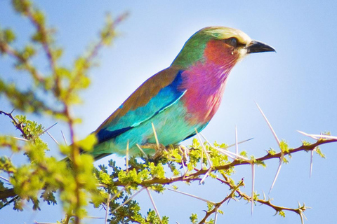 From Nairobi: Lake Turkana and Marsabit National park