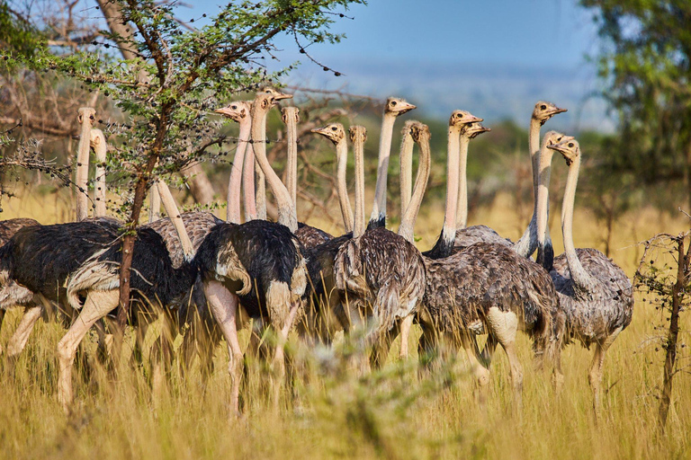 Kidepo Valley National Park 5-Day Safari Tour