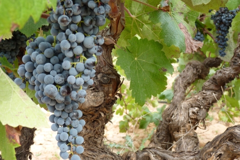 Requena : 1/2 journée de vignobles et de dégustations de vins de qualité supérieureVoyage de groupe permettant à un voyageur seul de se joindre au groupe à un tarif plus avantageux