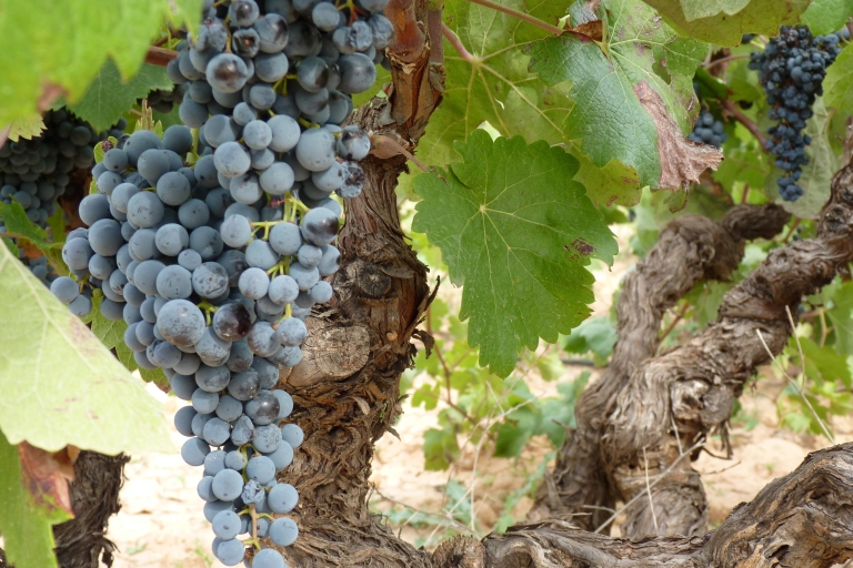 Requena: 1/2 Tag Weinberge & Premium WeinverkostungenGruppentour für Einzelreisende zu niedrigerem Preis