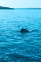 Pula, Exclusive Dolphin & Sunset Cruise with Dinner & Drinks - Housity