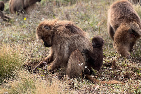 Simien Mountains: 4 Tage Trekking zum Simien Mountains ParkSimien Mountains: 4 Tage Trekking im Simien Mountains Nationalpark